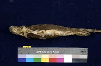 鳳頭蒼鷹藏品圖，第5張